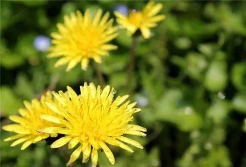 蒲公英的资料大全    隐藏着众多价值的蒲公英