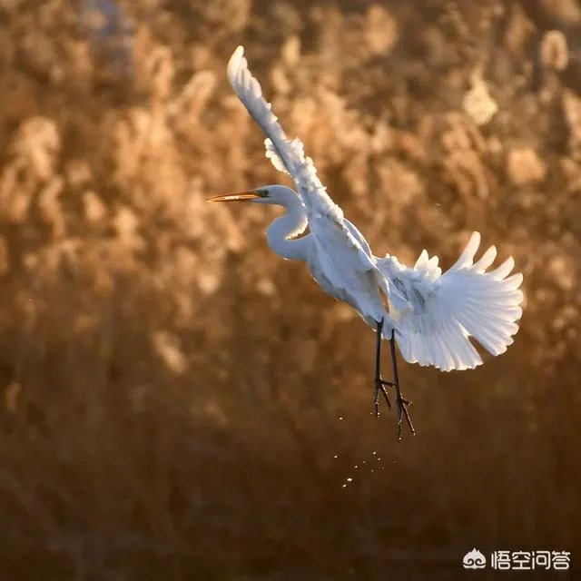 佳能100-400镜头适合拍什么?