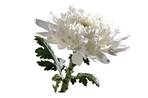 白菊花的功效与作用