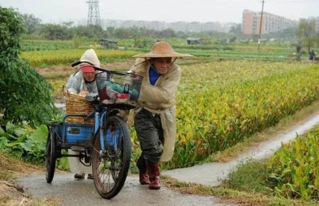 美国禁用草甘膦，大家怎么看待这个事情？