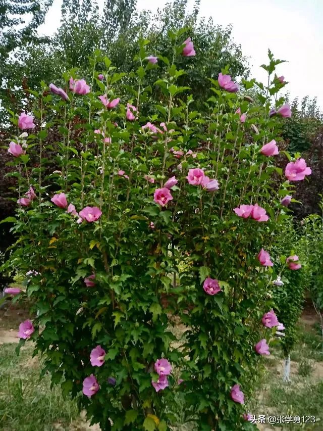 天津为什么多美女？