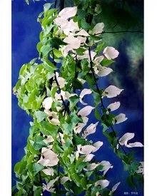 瓦屋山的门票是多少？