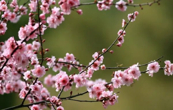 关于春天的歌曲有哪些？