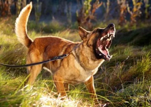 梦见被狗咬是什么意思 梦见被狗咬周公解梦征兆