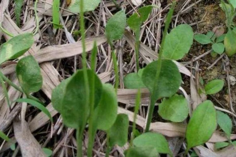 中药一支箭的图片