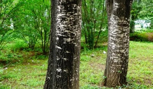 新疆杨属于什么品种？又有哪些生长的习性呢？