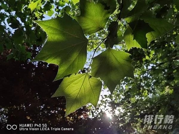 华为mate30和p40哪个拍照效果好_华为mate30和p40对比哪个好