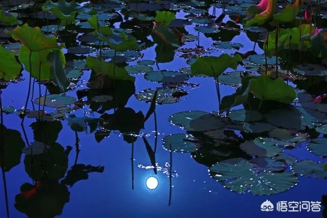 莲叶何田田的意思是什么