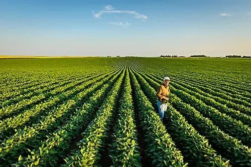 黄豆产地中国哪里最好