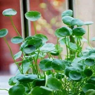 水培金钱草怎么养