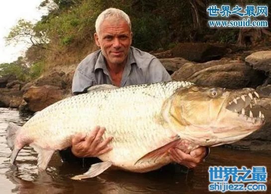 世界上最凶猛的鱼类，巨型水虎鱼(食人鱼) 