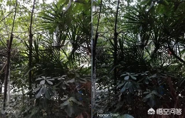 荣耀9和荣耀9青春版哪个更值得入手？