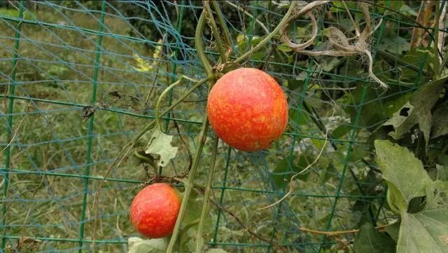 未来种中药材可以赚钱吗？