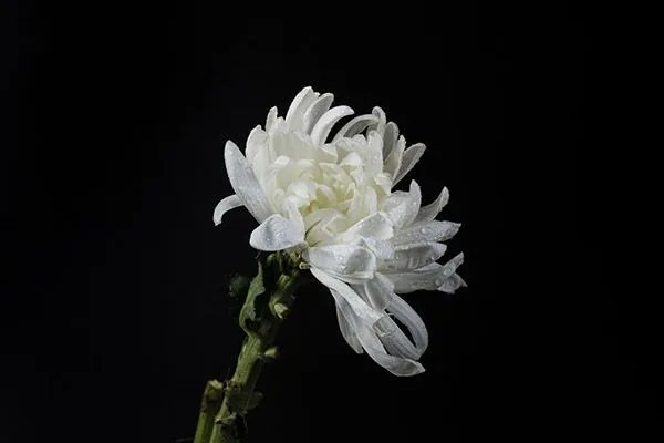 白菊花的功效与作用