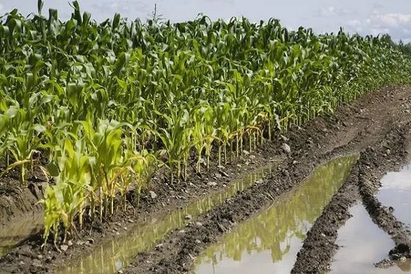 关于清明节的谚语