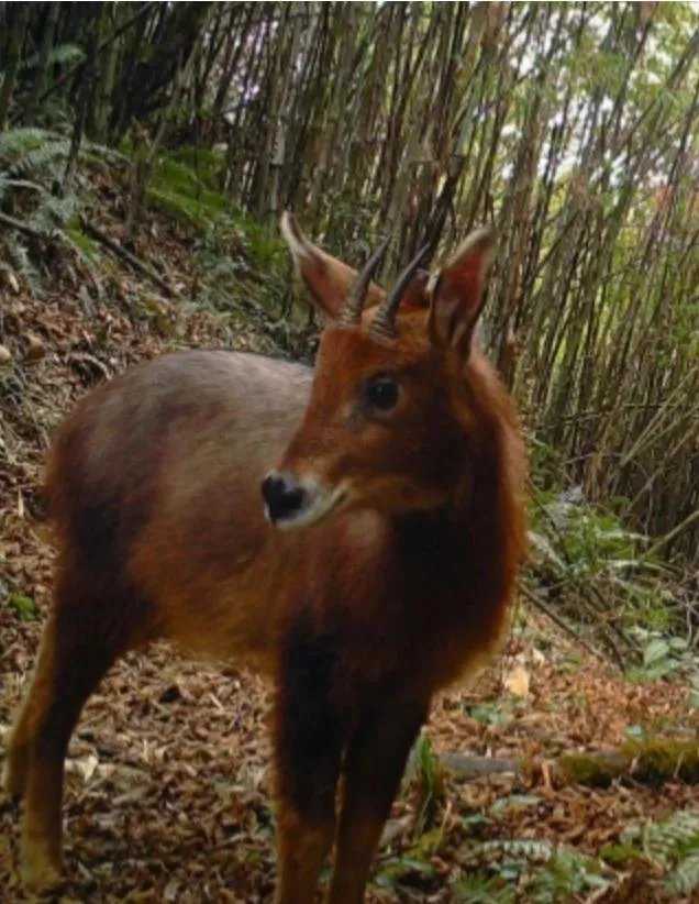 红鬣羚是一种怎样的动物？
