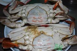 梭子蟹怎么洗？冷冻梭子蟹怎么洗？