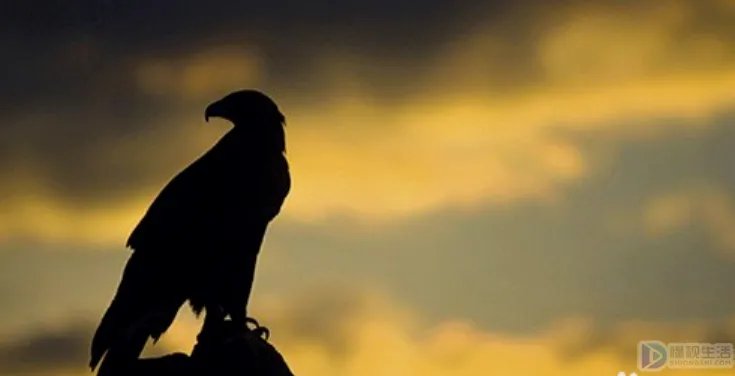 剪影照片怎么拍