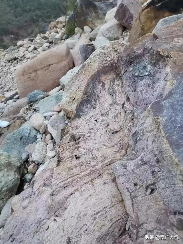 真正的树化石价格