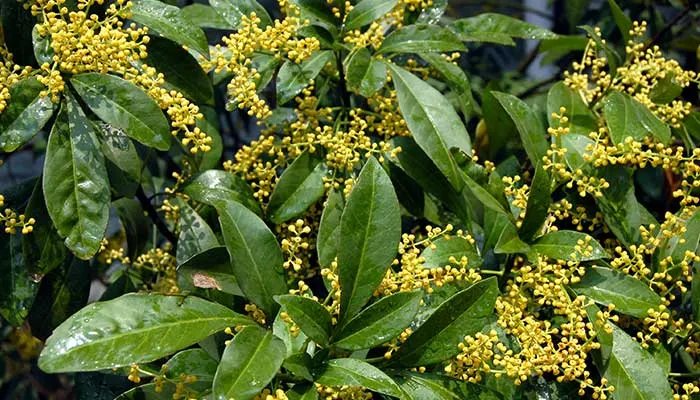 米兰花的养殖方法和注意事项 米兰花的养殖方法和注意事项有哪些