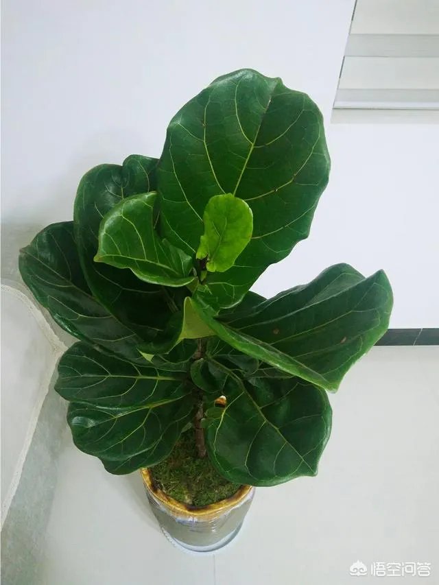 云南有哪些大的鲜花市场?