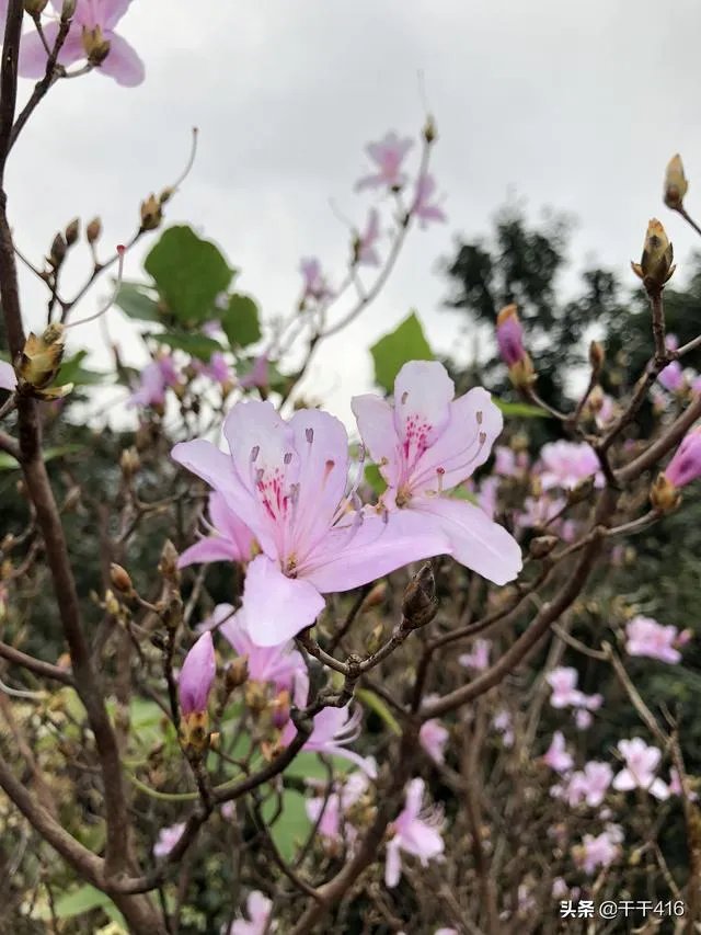 你觉得玉林这座城市怎么样?