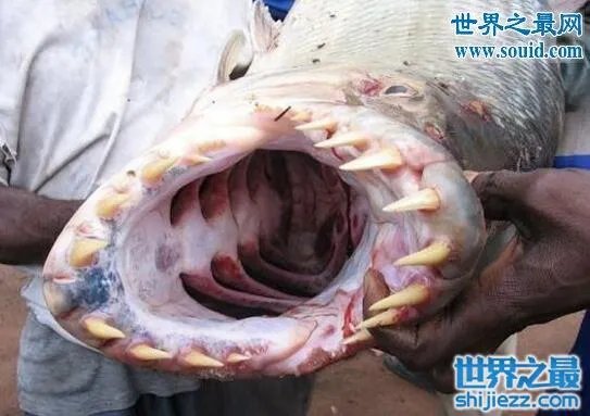 世界上最凶猛的鱼类，巨型水虎鱼(食人鱼) 