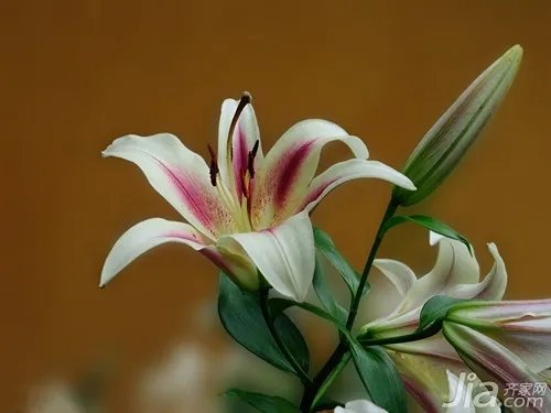 百合花象征什么 百合花的象征意义