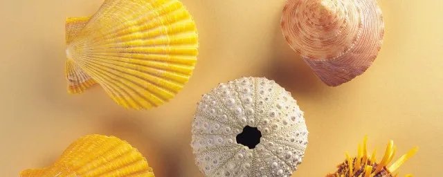 贝壳的种类 都有什么不同的种类