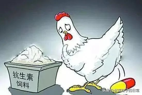 养鸡场如何避免产出含抗生素的鸡蛋？