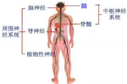 神经系统结构图