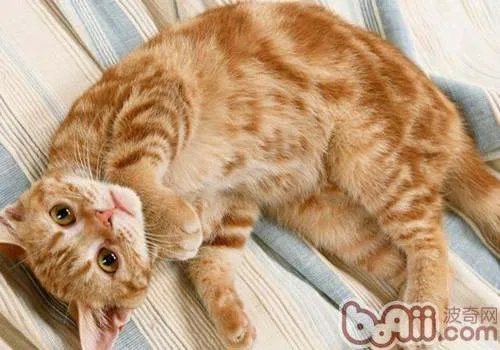 美国硬毛猫的性格怎么样？