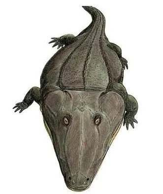 史前最大的青蛙：虾蟆螈，长度达4-5米