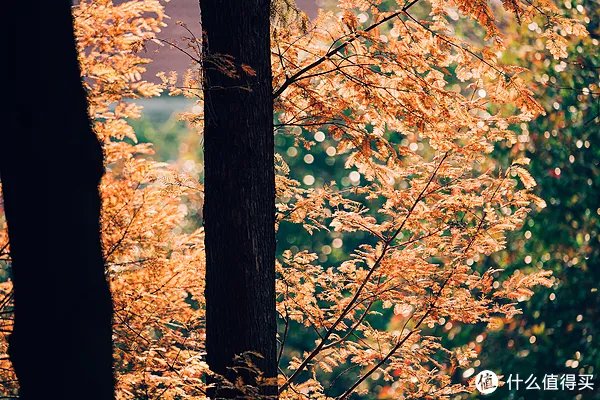 漫谈M43 篇一：M43画幅相机？这个相机体系有什么优劣？有图有真相！