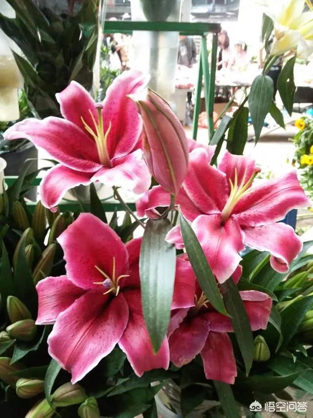 云南有哪些大的鲜花市场?