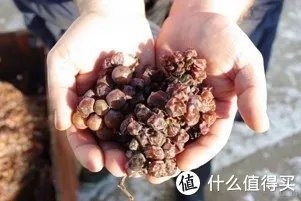 二狗的知识库 篇三:贵腐酒基础知识