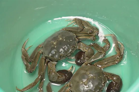 活螃蟹怎么保存