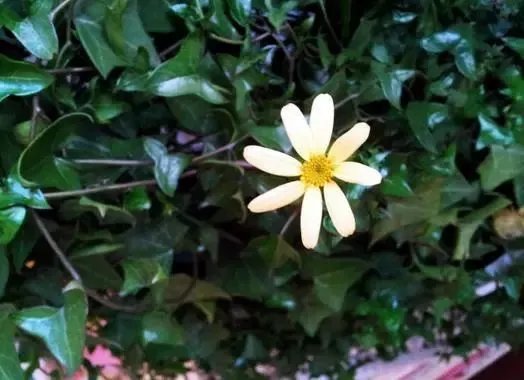 【绿植】开花露峥嵘（上）