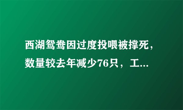 西湖鸳鸯因过度投喂被撑死，数量较去年减少76只，工作人员：或致野性丧失