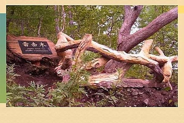 雷击枣木的功效与作用