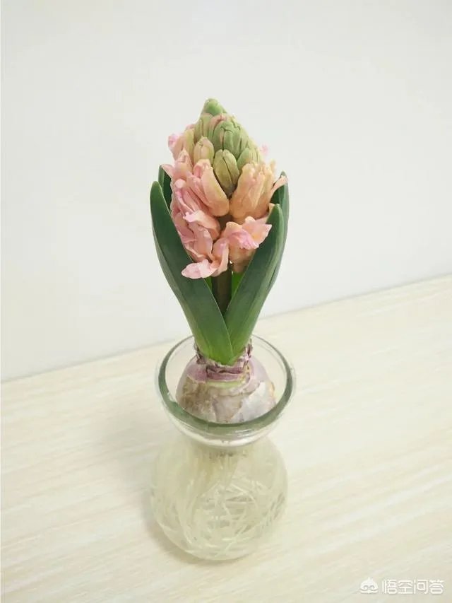 云南有哪些大的鲜花市场?