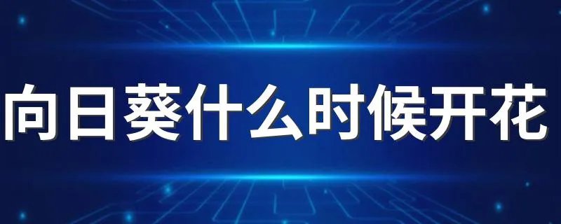 向日葵什么时候开花 几点钟 向日葵几点开花