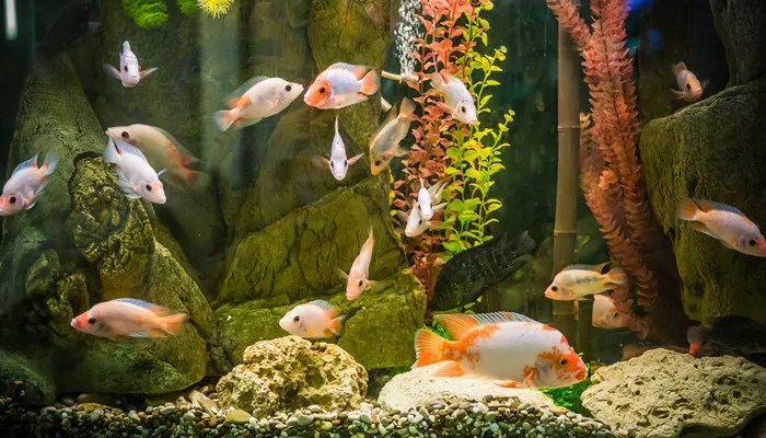 小鱼缸适合养什么鱼 小鱼缸适合养什么种类的鱼