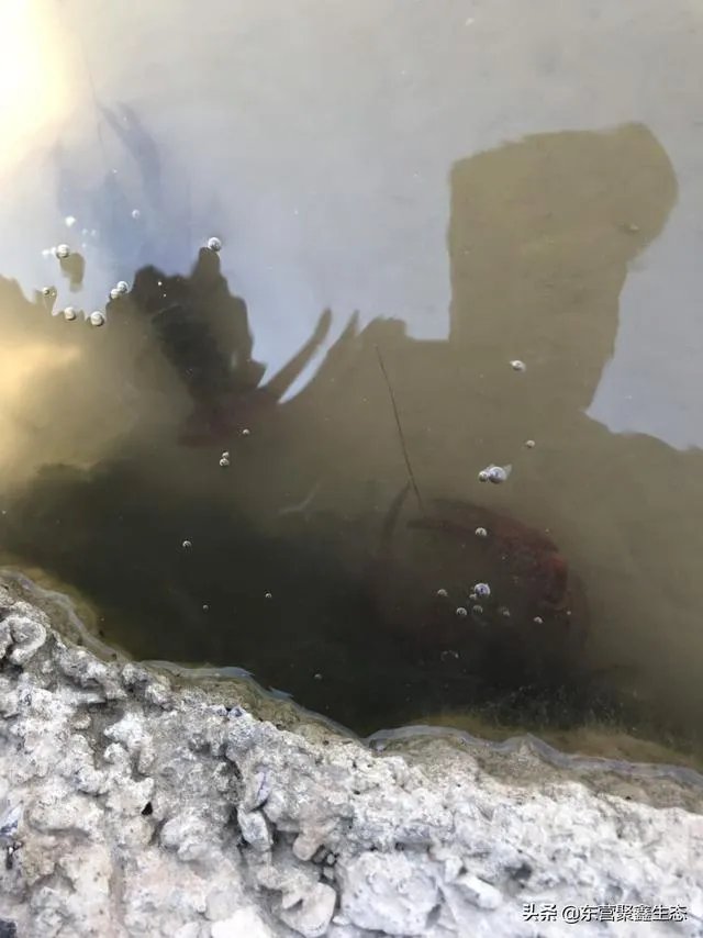 大棚养虾可靠吗？