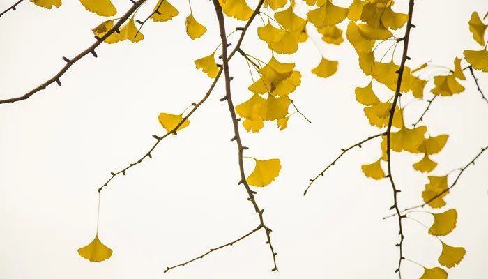 远上寒山石径斜xie还是xia 远上寒山石径斜怎么读