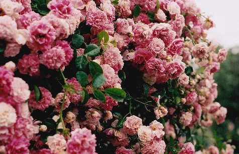 花团锦簇的簇是什么意思