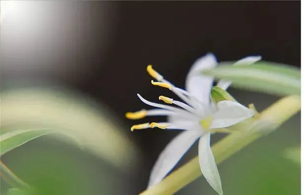 【绿植】开花露峥嵘（上）