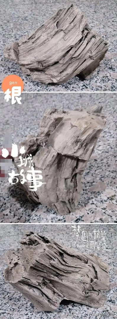 真正的树化石价格