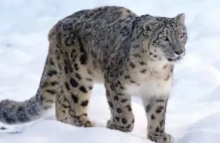 世界珍稀动物排名!前25分别是什么动物?