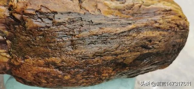 真正的树化石价格